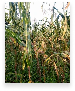 Foundation image (9)